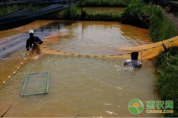 水产养殖鱼类种质资源保护措施