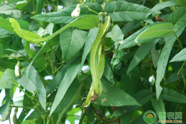 特种蔬菜四棱豆栽培技术与田间管理要点