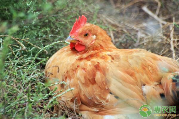 肉鸡饲养管理要点及疫病防治措施