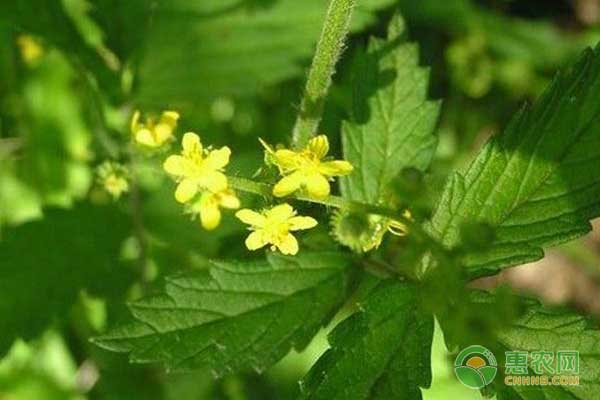 仙鹤草怎么种？药材仙鹤草的种植技术