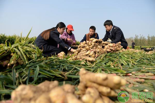 生姜什么时候种植最好？生姜的种植时间和方法