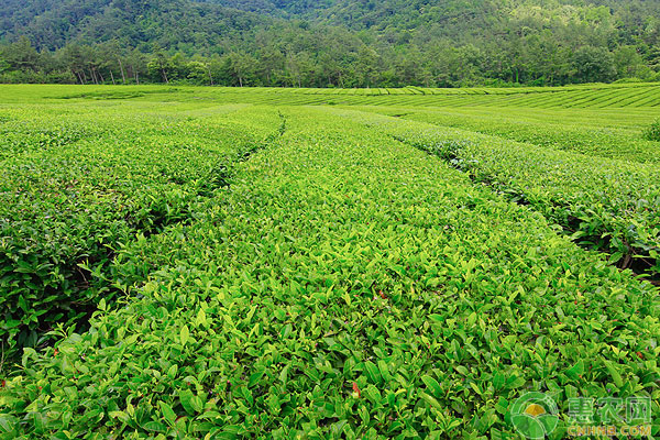 如何培育高品质的茶叶？浅谈茶树的施肥管理技术