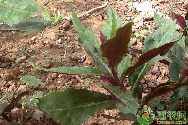 红凤菜种植时间和栽培技术