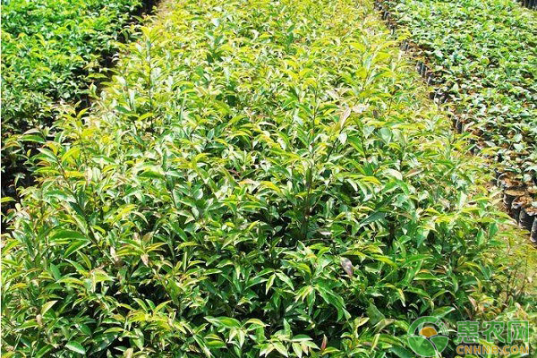 格木怎么管理？格木的育苗、种植及施肥技术