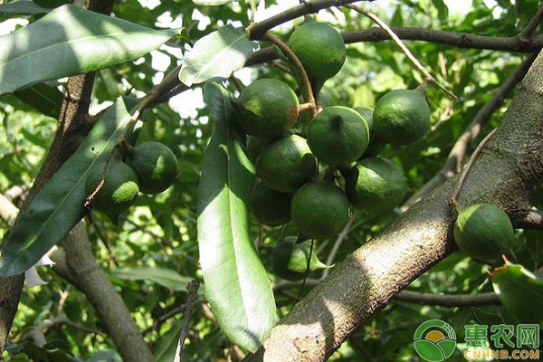 永仁县澳洲坚果高效种植技术及病虫害防治