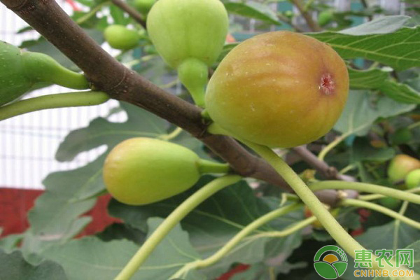 布兰瑞克无花果怎么种？探究潍坊市引种布兰瑞克无花果的栽培技术