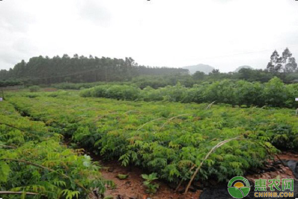 格木怎么管理？格木的育苗、种植及施肥技术