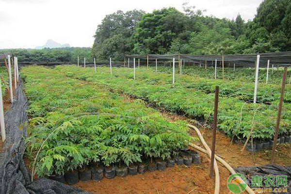 格木怎么管理？格木的育苗、种植及施肥技术