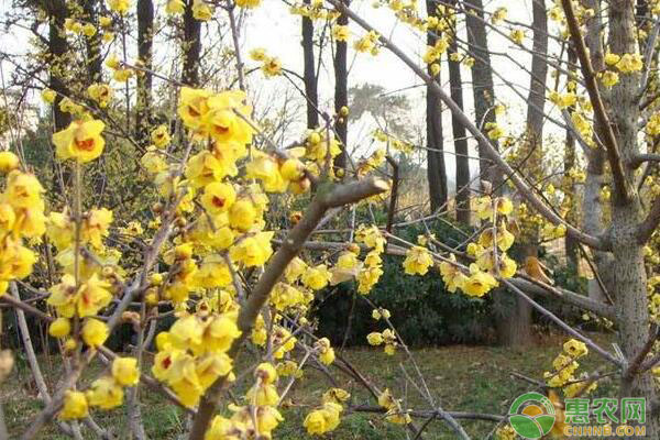 腊梅树栽培方法及提高种植效益的措施