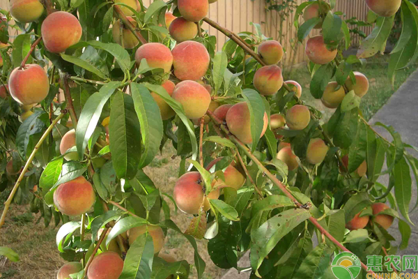 桃树种植科学施肥要点