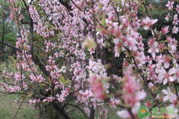 腊梅树栽培方法及提高种植效益的措施