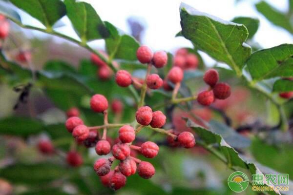 甘肃临夏花椒起垄覆黑膜微集水技术试验初报