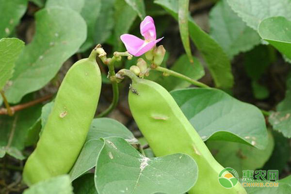 刀豆落花落荚的原因是什么？五大预防措施介绍！