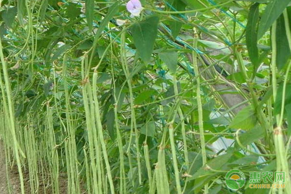 豆角的高效种植技术与管理事项