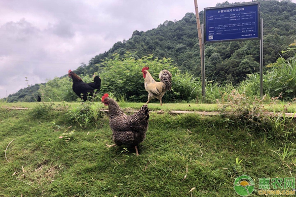 养鸡常见误区及科学管理