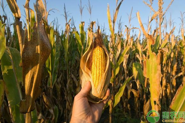 玉米种植的误区有那些？玉米种植的误区汇总及解决方法