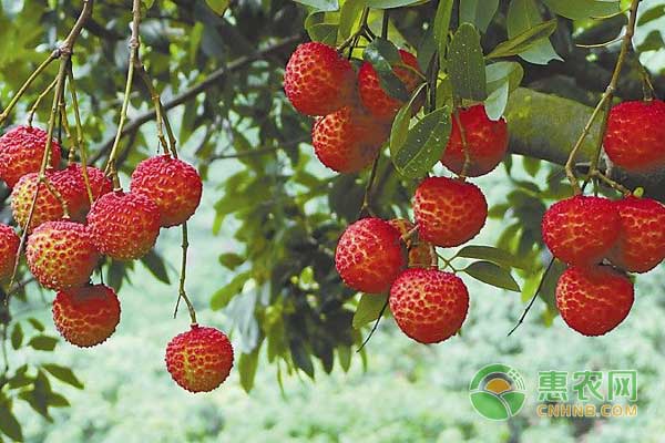 广西各荔枝产区成花情况及花期管理建议