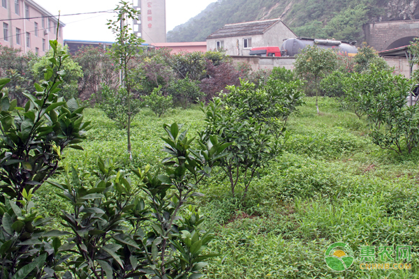 果树如何促进花芽分化？这五大要点需掌握！