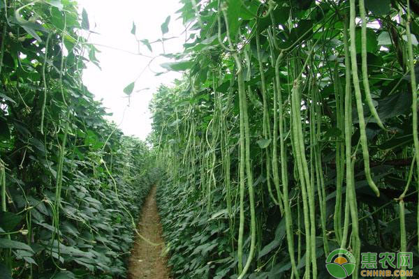 长豇豆怎么种植？豇豆高产种植技术