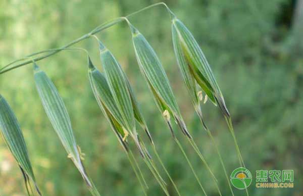 燕麦怎么种？燕麦种植技术