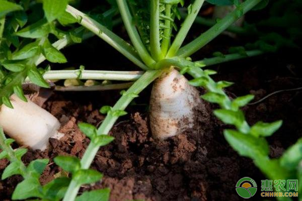 白萝卜种植方法