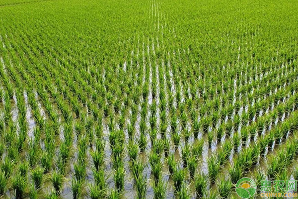 水稻药害的症状分析及防治方法