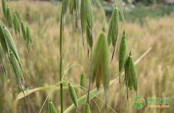 燕麦怎么种？燕麦种植技术