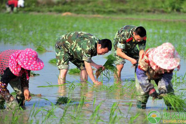 水稻需求特性