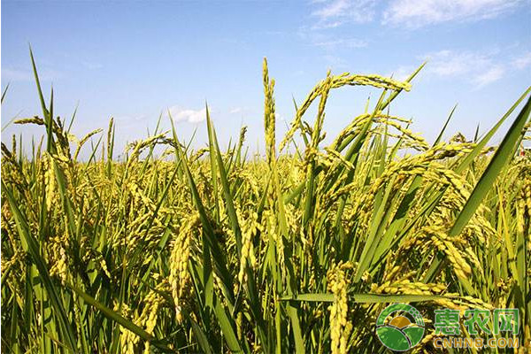 水稻稻飞虱怎么防治？水稻稻飞虱的发生症状及防治措施介绍