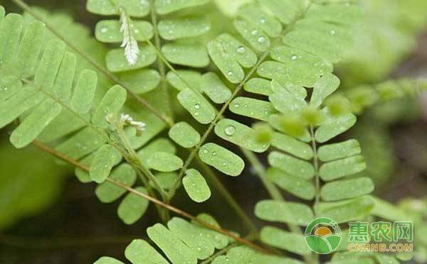 中药材鸡骨草种植技术和效益分析