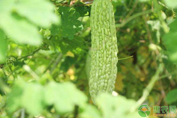 苦瓜种植时间及高产栽培管理方法