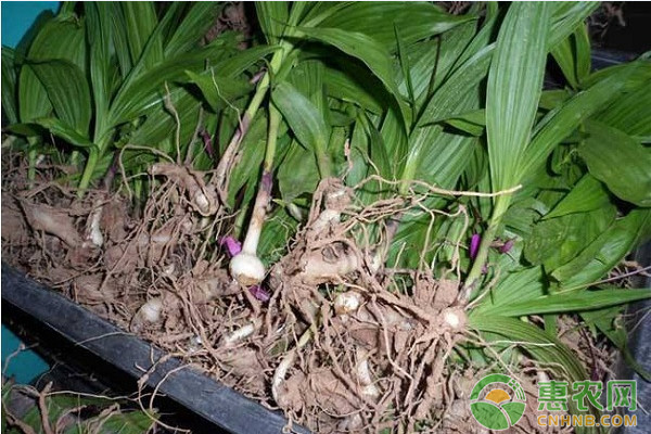 平原地区白芨人工栽种管理技术要点