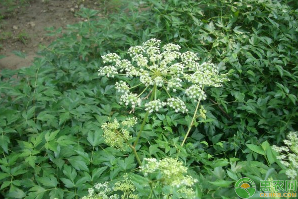 浅谈古蔺县白花前胡高产栽培技巧