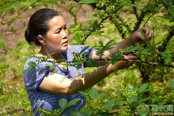 三年花椒树修剪