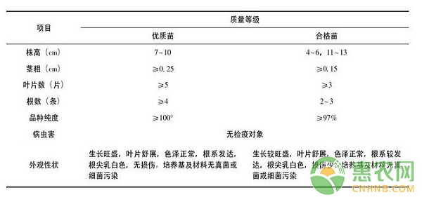 金线莲林下种植技术及主要病虫害防治方法