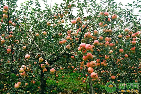 浅谈提高新栽苹果树成活率的措施