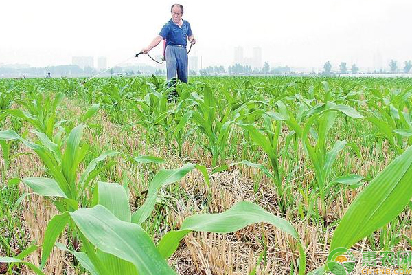 玉米化学除草效果不好怎么办？玉米化学除草效果不好六大原因分析及避免措施