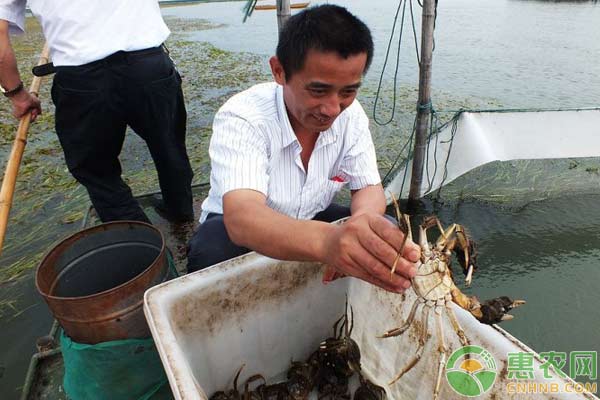 水库养殖大闸蟹捕捞方法