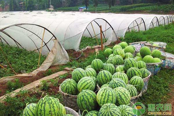 种植的西瓜不够甜怎么办？提高西瓜含糖量的几个措施