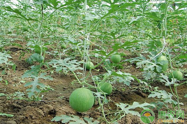 种植的西瓜不够甜怎么办？提高西瓜含糖量的几个措施