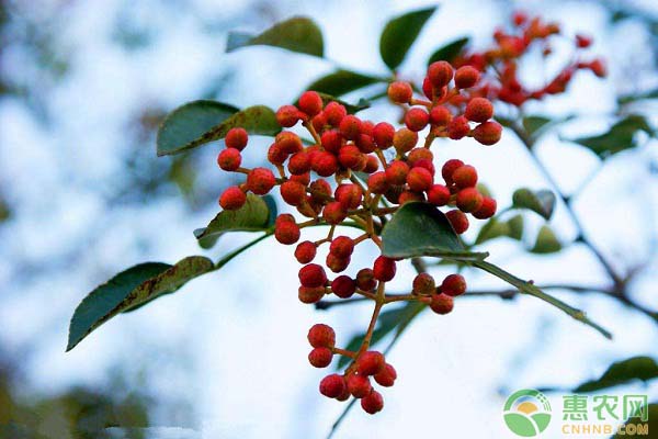 花椒居然可以做盆栽？花椒盆栽的注意要点