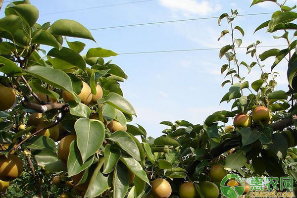 梨树夏季有哪些管理要点？梨树夏季管理技术要点介绍