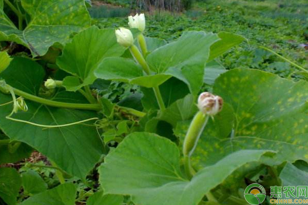 浅谈阳台小葫芦种植的好处及栽培技巧