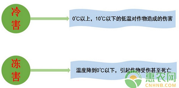 蔬菜种植干货：寒冷天气下，蔬菜怎么防寒保暖？