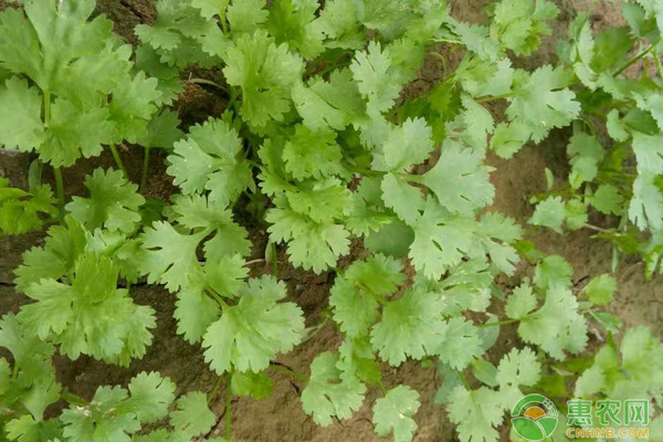 香菜田间栽培的管理要点