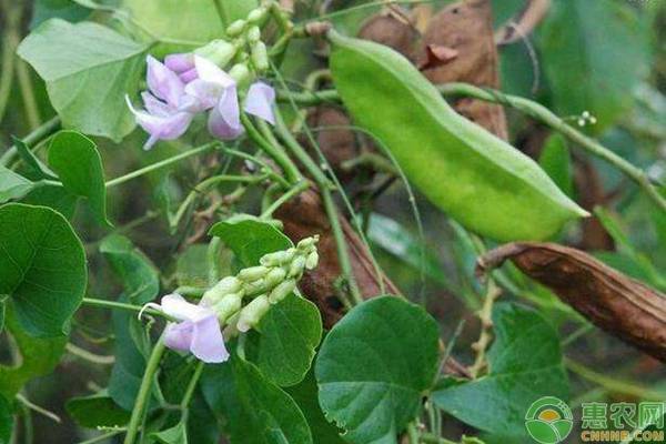 刀豆种植方法及管理要点