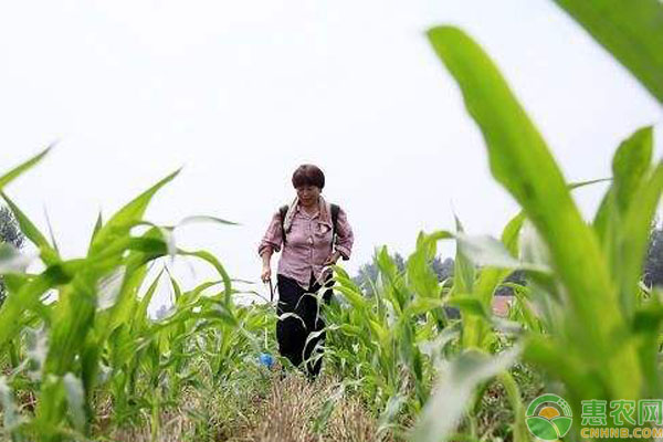 玉米除草剂使用事项