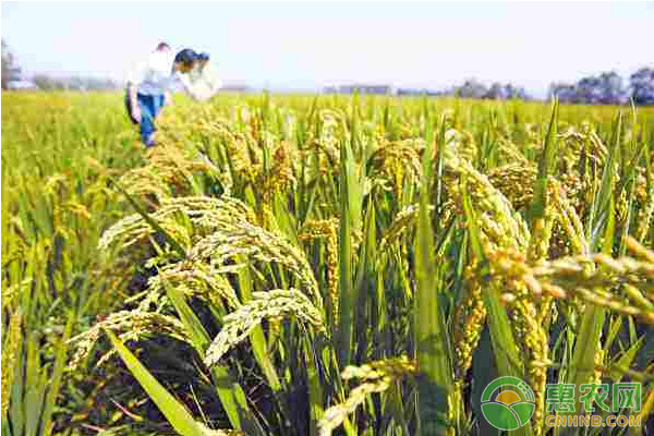 水稻种植课堂：水稻常见病虫害的识别及防治