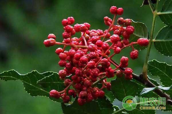 春季花椒树管理及病虫害防治要点