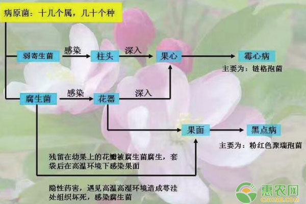 苹果霉心病如何防控？苹果霉心病防控技术